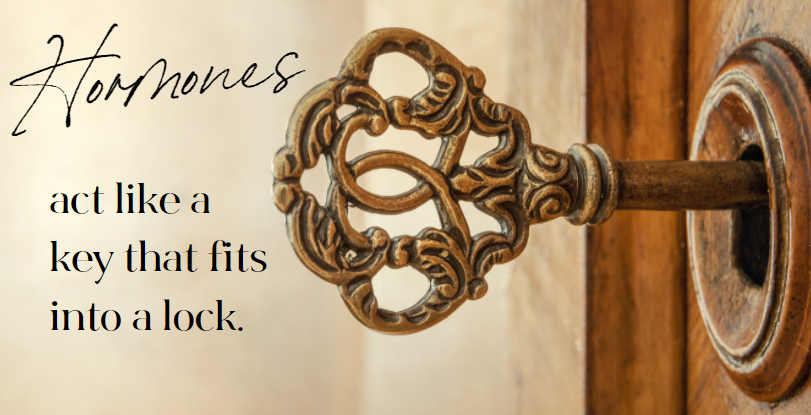 hormones-header-2-1